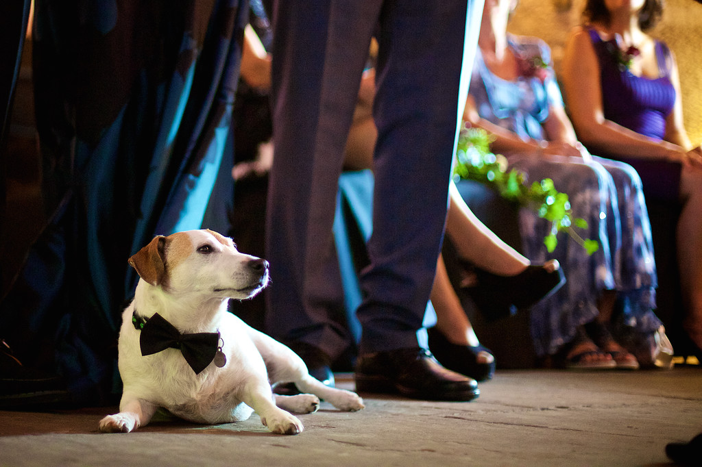 Dog Friendly Wedding Venue